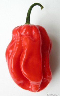 Habanero.jpg